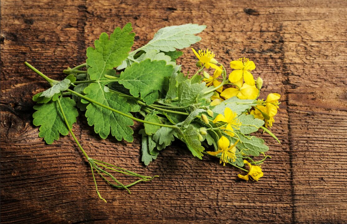 Celandine - a healing herb against toenail fungus